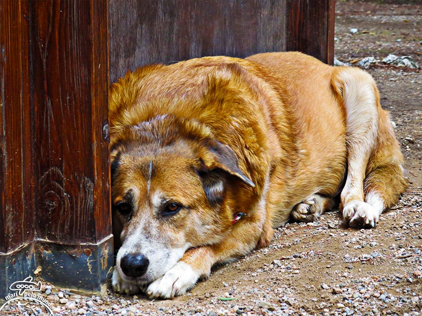 Cachorro descansando em Atenas (Grécia)