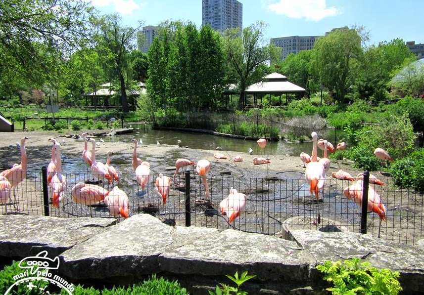  Flamingos no Lincoln Park Zoo 