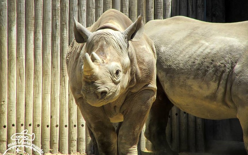 Rinocerontes no Lincoln Zoo