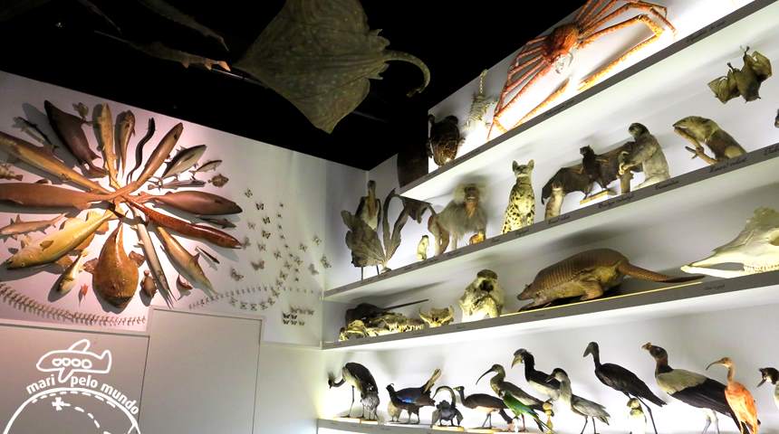 Musee Confluence - Animais