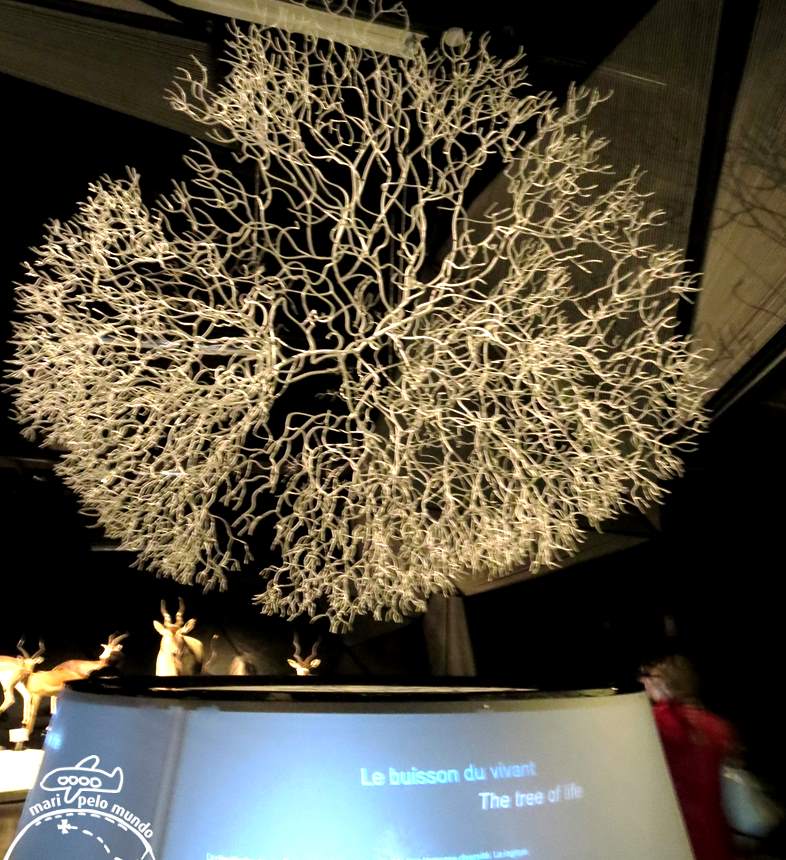 Musee Confluence - Arvore da Vida
