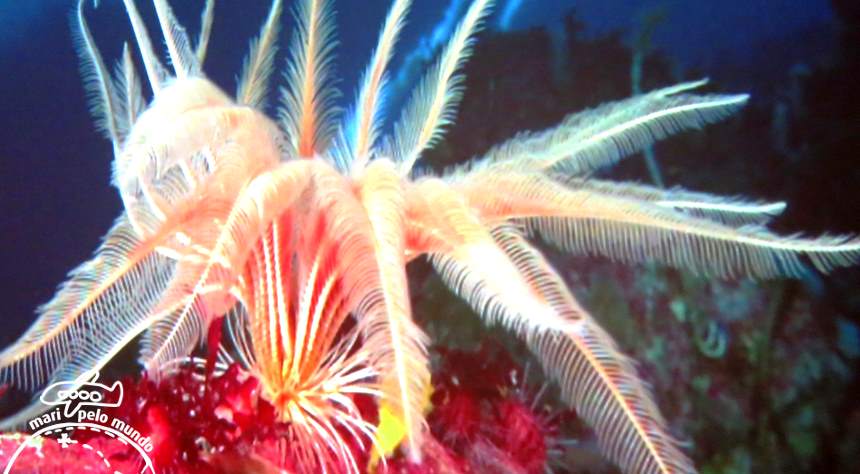 Musee Confluense - Vida Marinha