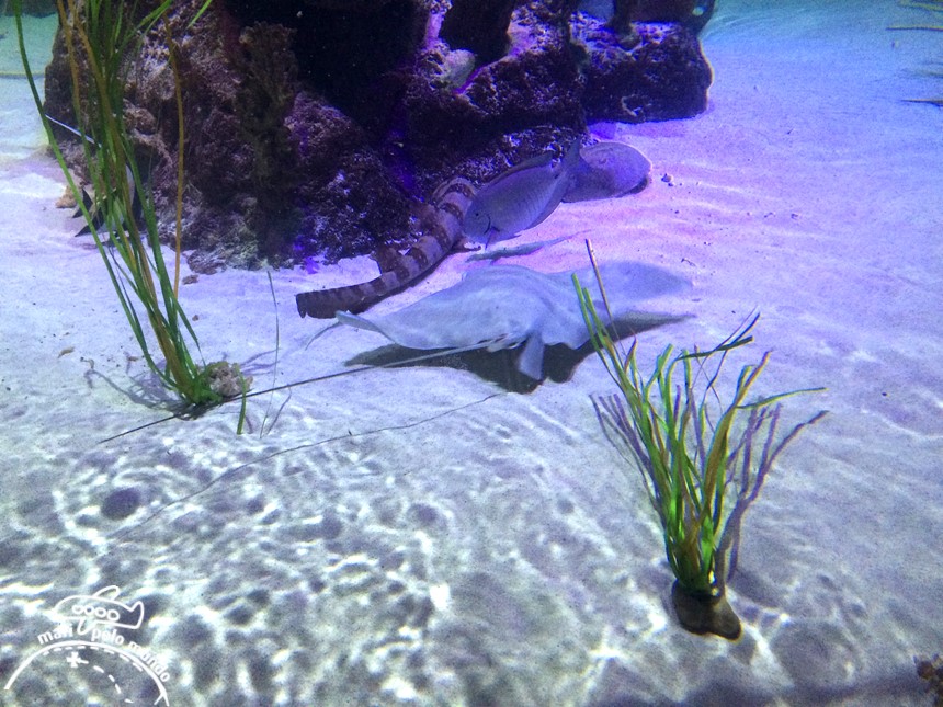 Sea Life Aquarium (2)