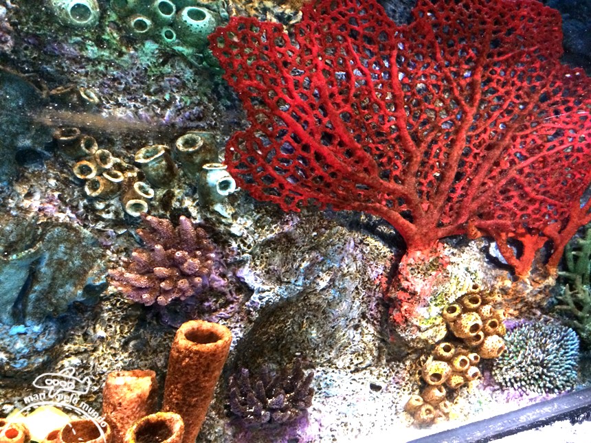 Sea Life Aquarium (3)