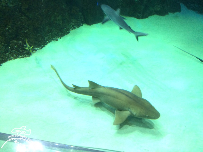 Sea Life Aquarium em Orlando (2)