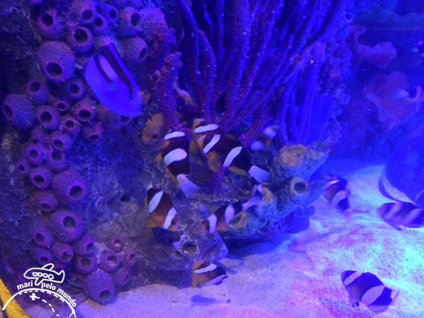 Sea Life Aquarium em Orlando