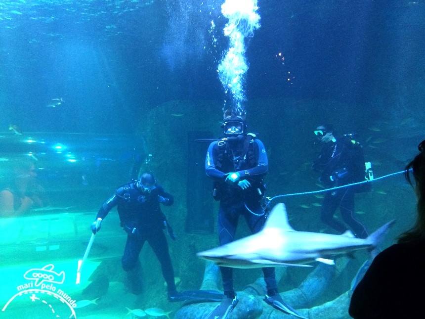Visitando o Sea Life Aquarium em Orlando