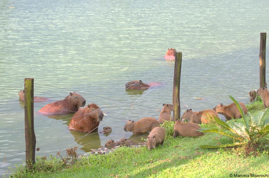 capivaras na lagoa 1