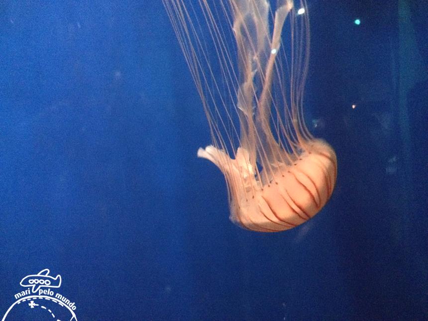 1-agua-viva-sea-life-aquarium-em-londres-copy