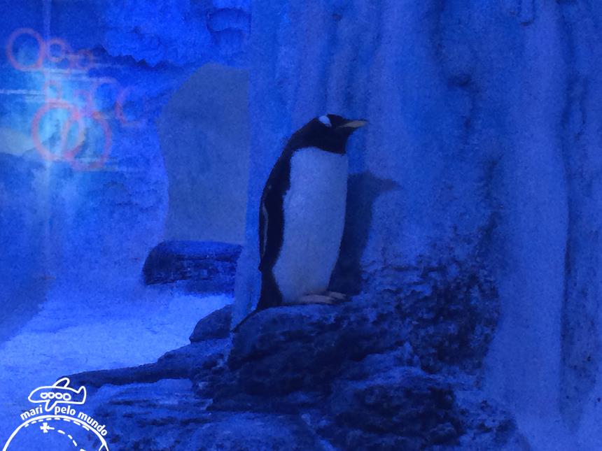 6-pinguins-sempre-lindos-e-simpaticos-copy