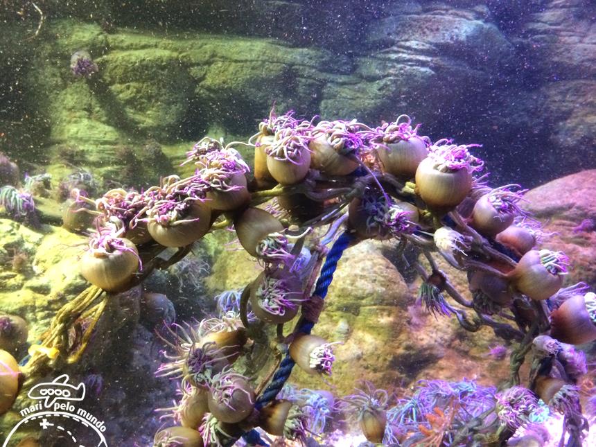 7-anemonas-corais-peixes-de-todas-as-partes-do-mundo-copy