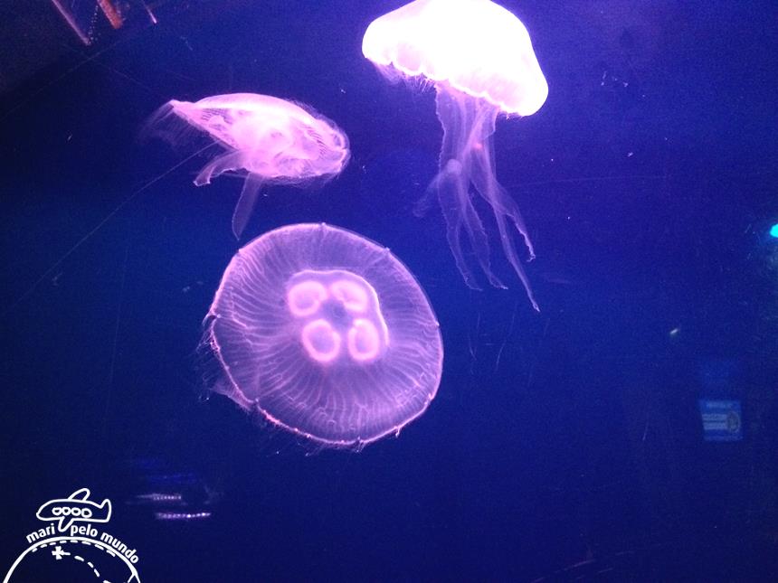 8-sea-life-aquarium-copy