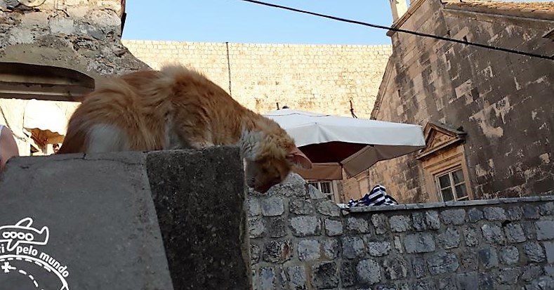 Passeio pela Muralha de Dubrovnik - Os gatos