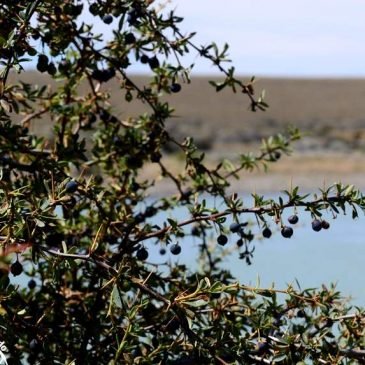 Calafate fruta - foto divulgacao