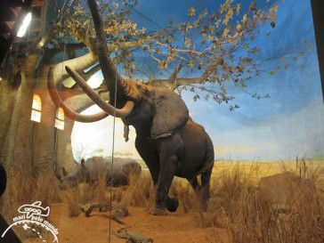 Museo Civico di Storia Naturale