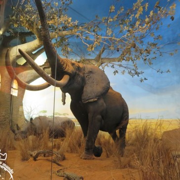 Museo Civico di Storia Naturale