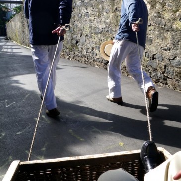 Carros de cesto do monte