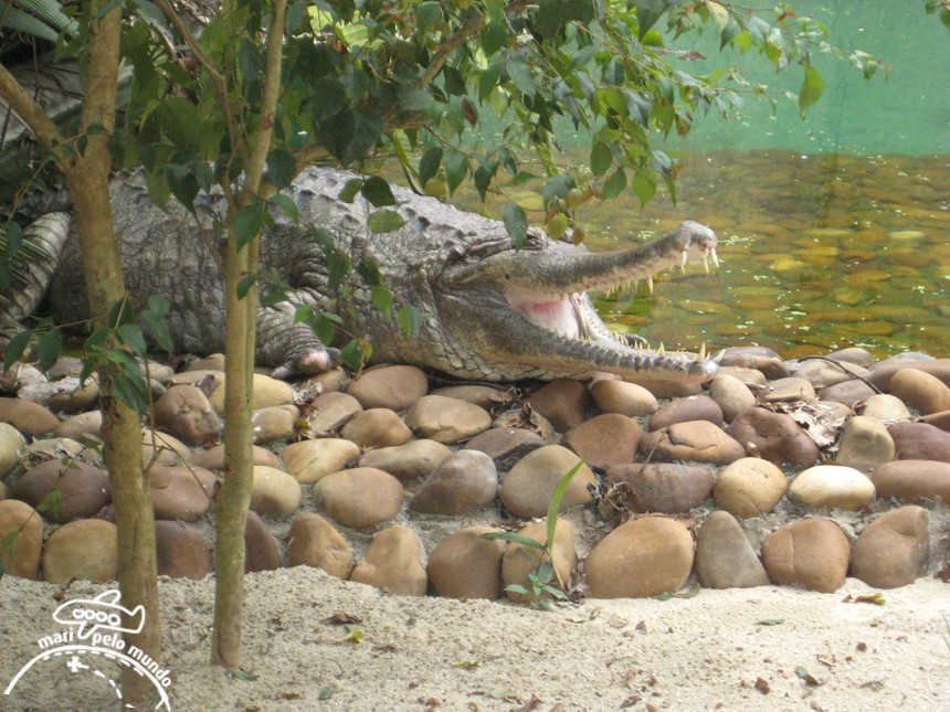 Crocodilo