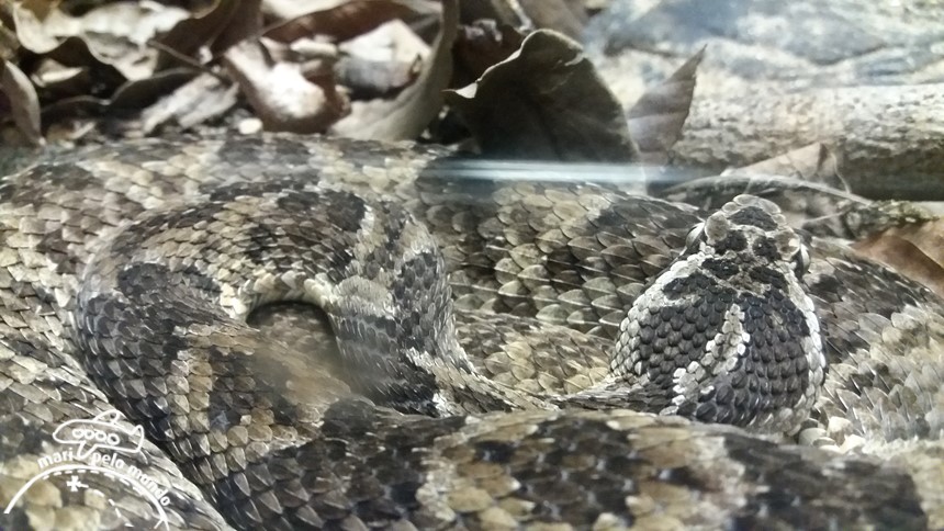 Museu Biológico do Instituto Butantan