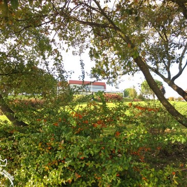 Jardim Amalia Rodrigues