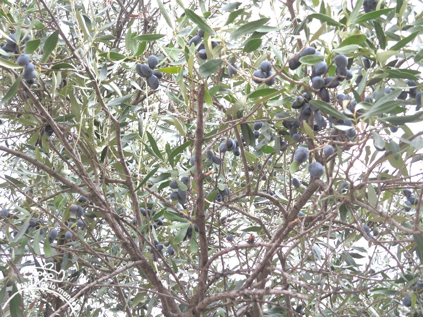 Oliveiras na Acropole