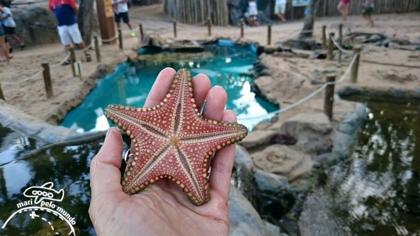 Projeto Tamar Praia do Forte Bahia