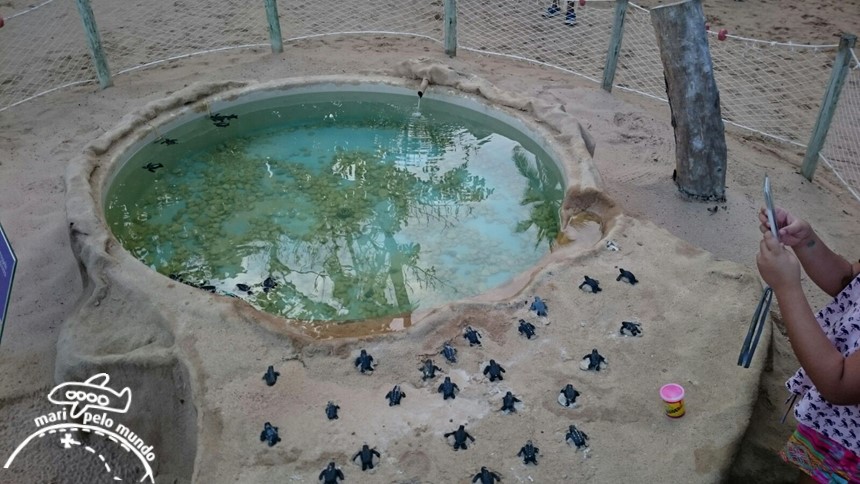 Projeto Tamar Praia do Forte Bahia