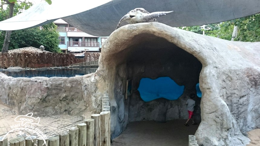 Projeto Tamar Praia do Forte Bahia