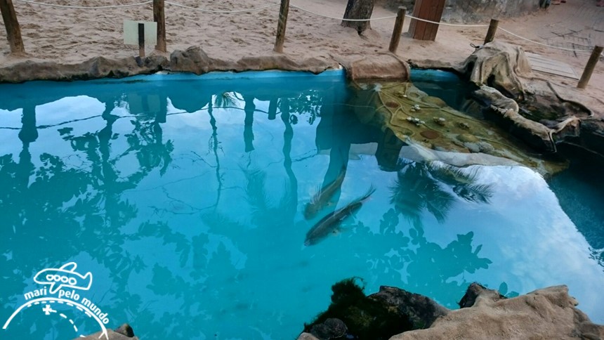 Projeto Tamar Praia do Forte Bahia