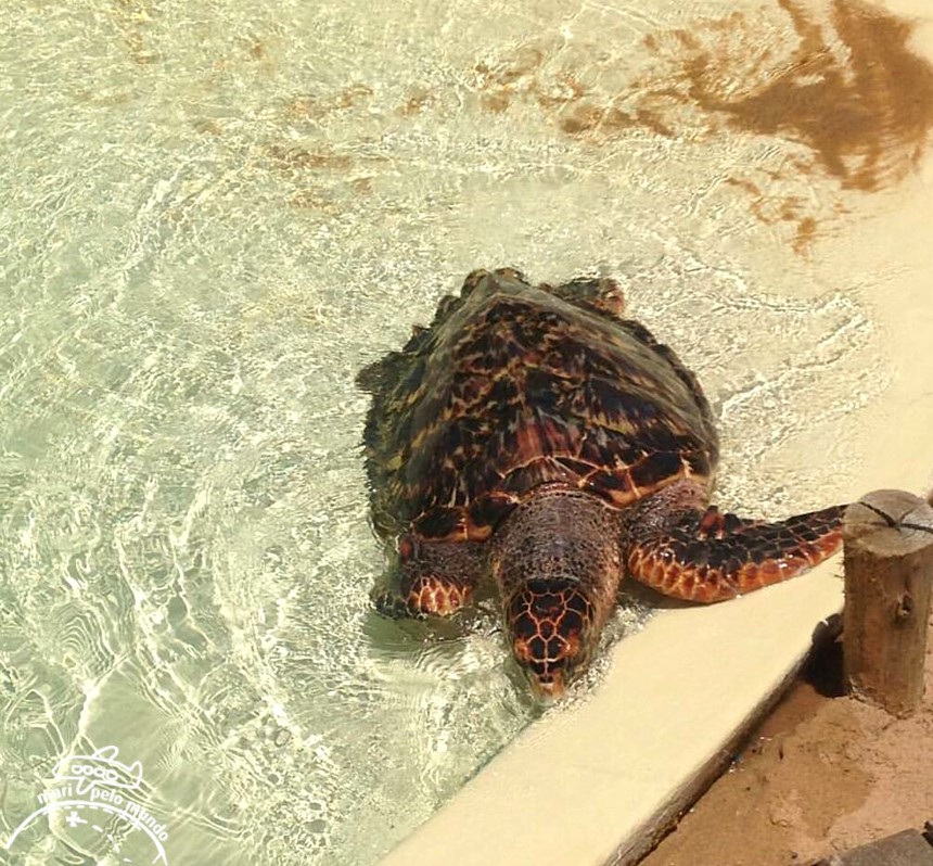 Projeto Tamar Praia do Forte Bahia