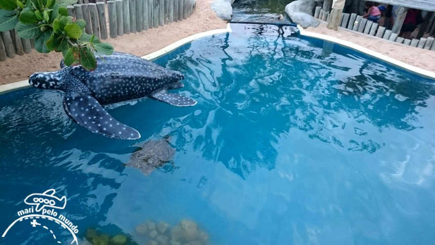 Projeto Tamar Praia do Forte Bahia