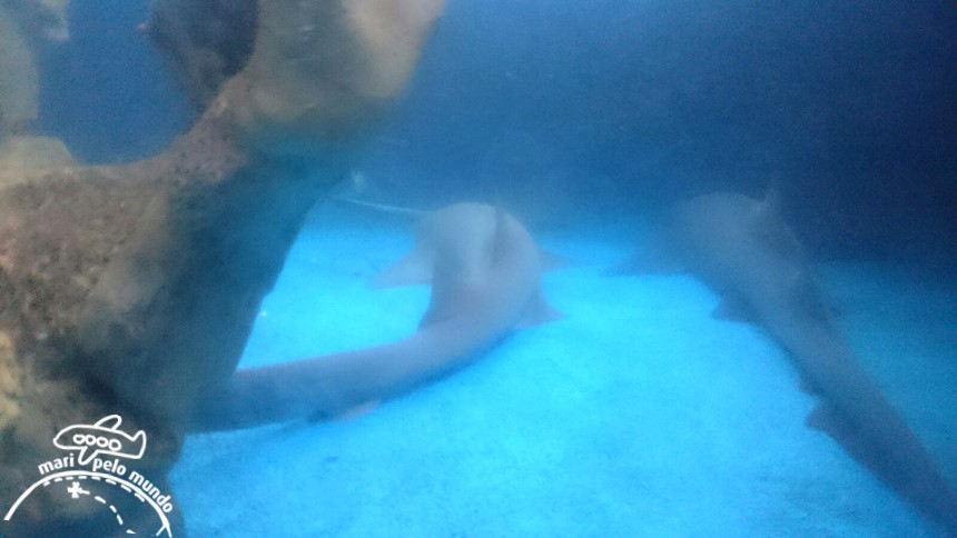 Projeto Tamar Praia do Forte Bahia