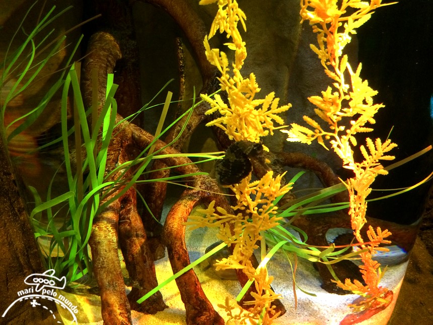 Visitando o Sea Life Aquarium em Orlando (2)