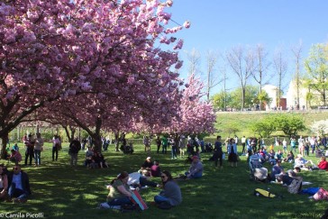 Brooklyn Botanical Gardens