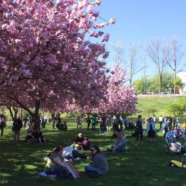 Brooklyn Botanical Gardens