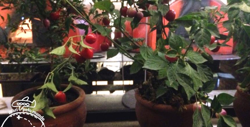 Rubaiyat Brasilia (2)