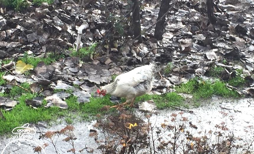 Viniculas no Chile Veramonte (7) (Copy)