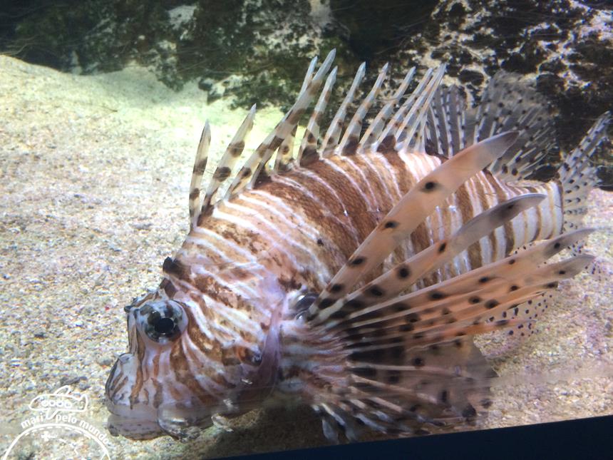 2-sea-life-aquarium-lion-fish-copy