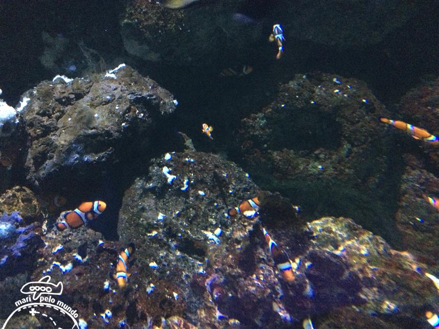 4-peixe-palhaco-procurando-nemo-sempre-uma-diversao-para-as-criancas-copy