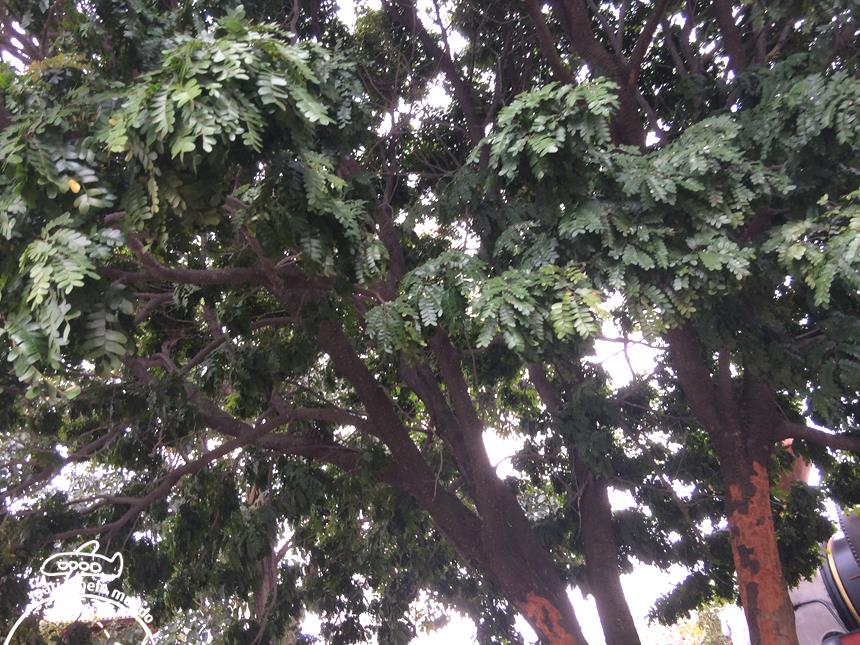 5-arvore-de-pau-brasil-copy