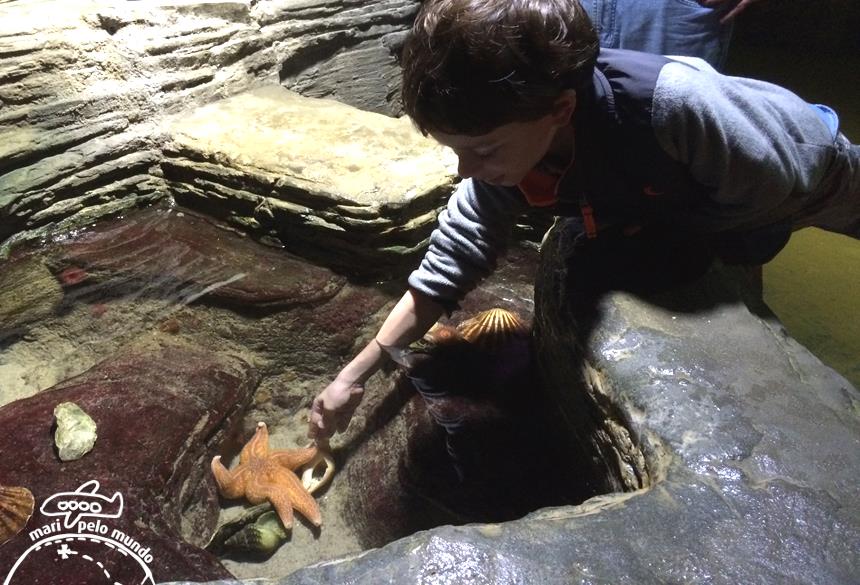 5-e-que-tal-tocar-numa-linda-estrela-do-mar-copy