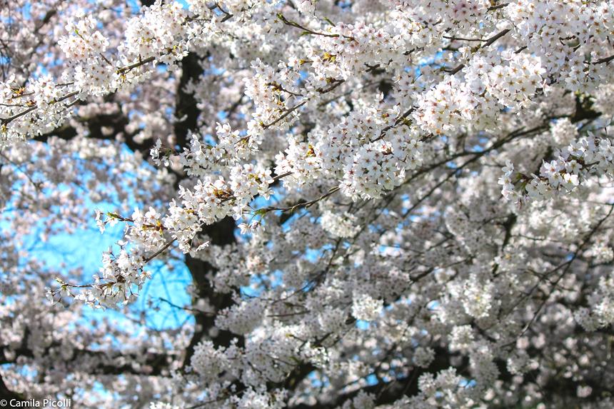 primavera-em-seattle