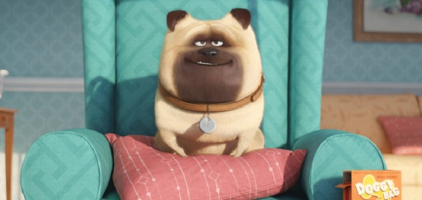 pets3