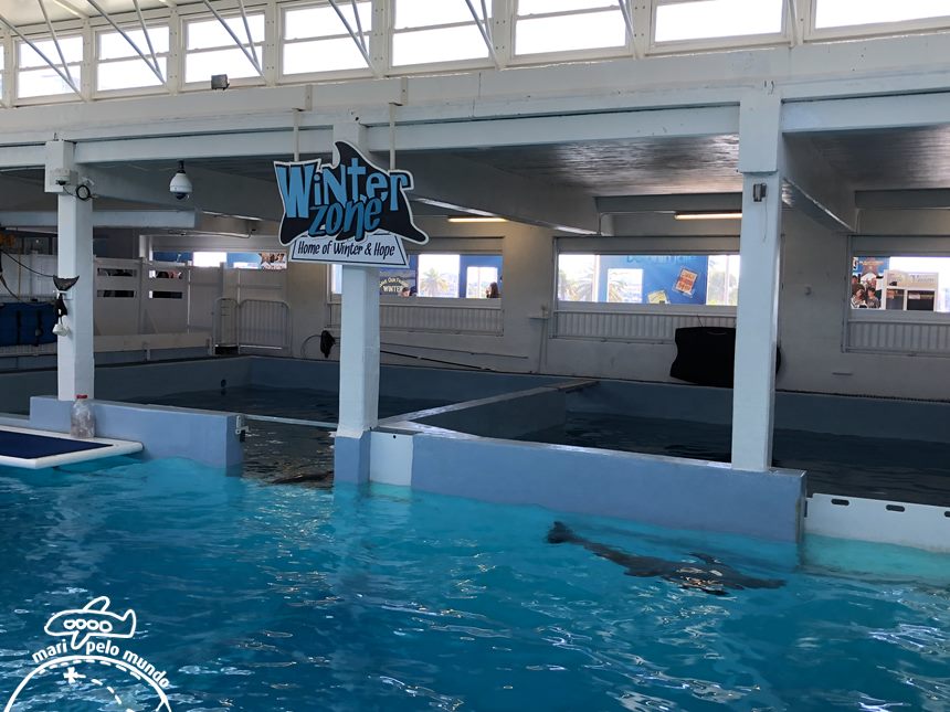 O que fazer na Fl rida Clearwater Marine Aquarium  Mari  