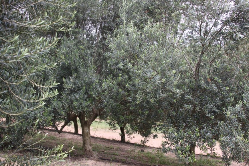 Oliveiras